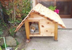 外飼いの犬だと雨風の強い日は心配です。置く場所と犬小屋の入口に配慮して製作しました。